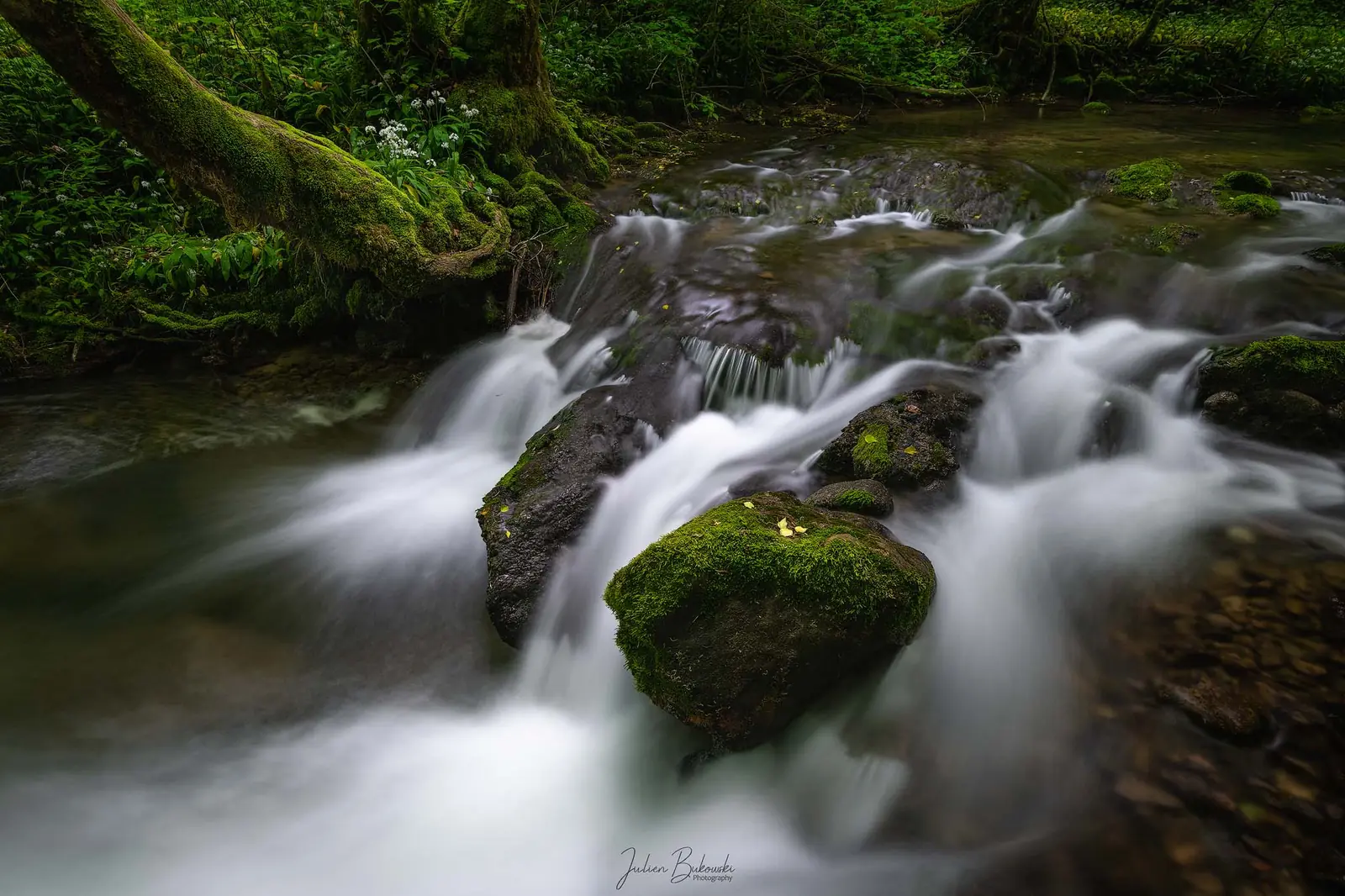 Eau vive en pose longue qui se divise autour d'un rocher moussu. Racines et sous-bois vert au fond. Printemps.